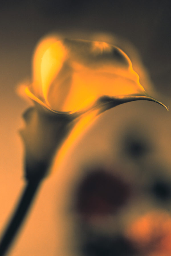 Blume Calla